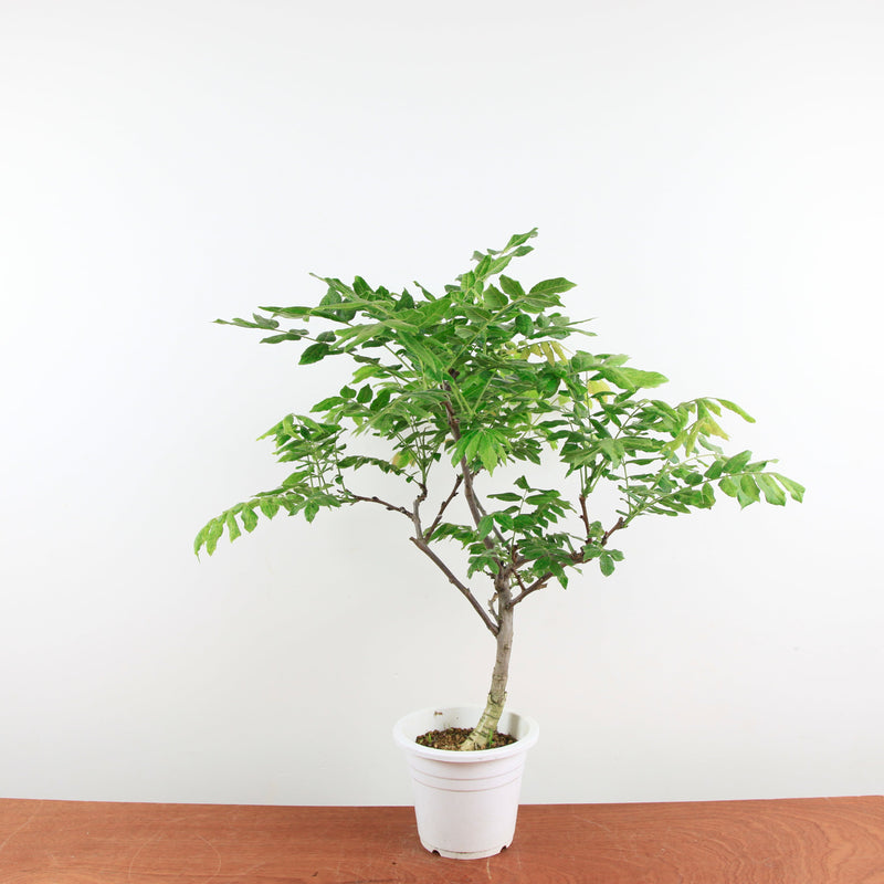 Bonsai Wisteria 'Floribunda'