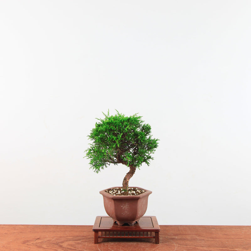 Bonsai Juniperus Chinensis 'itoigawa'