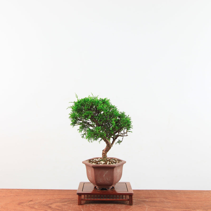 Bonsai Juniperus Chinensis