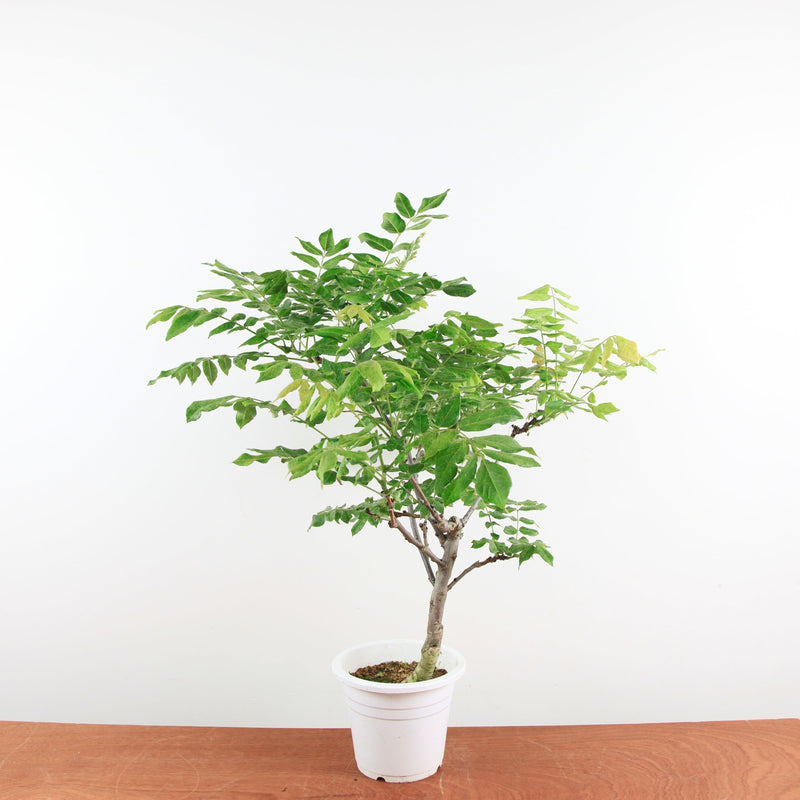 Bonsai Wisteria 'Floribunda'