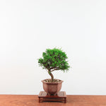 Bonsai Juniperus Chinensis