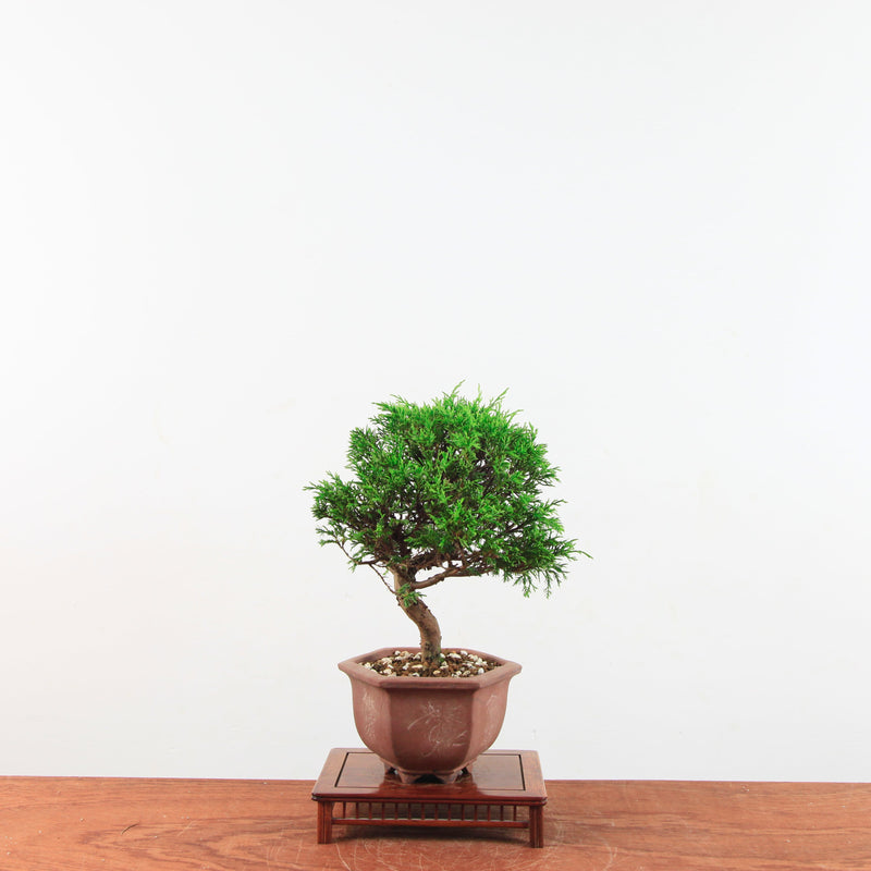 Bonsai Juniperus Chinensis