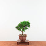 Bonsai Juniperus Chinensis