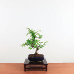 Bonsai Ulmus Parvifolia 'Chinese iep'