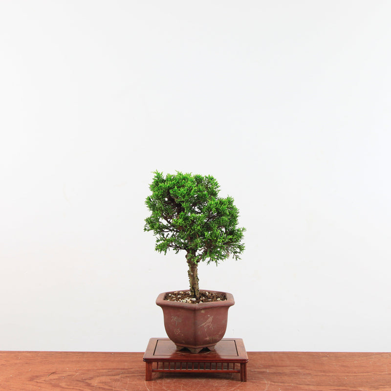 Bonsai Juniperus Chinensis 'itoigawa'