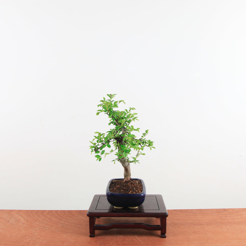 Bonsai Ulmus Parvifolia 'Chinese iep'