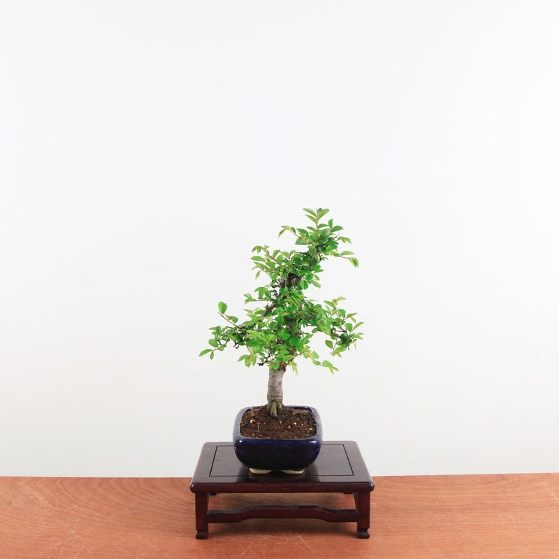 Bonsai Ulmus Parvifolia 'Chinese iep'