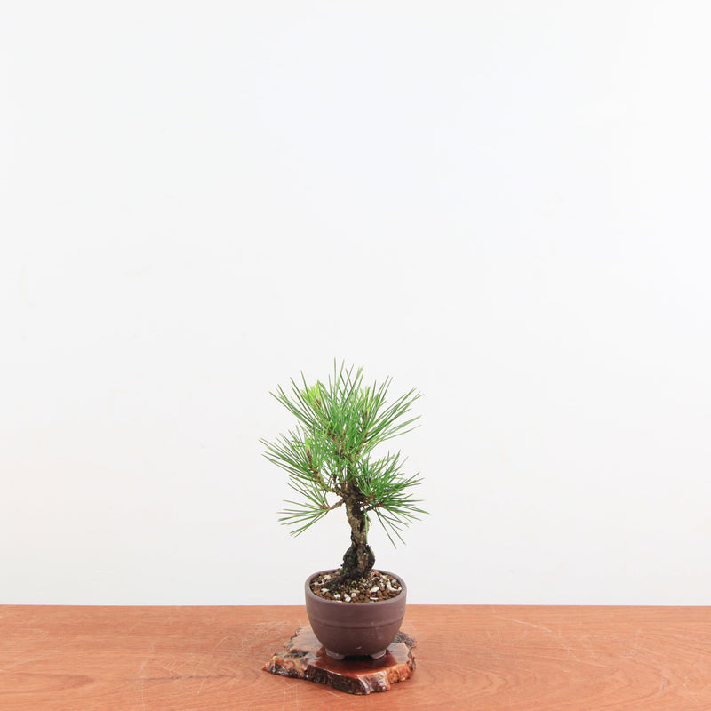 Bonsai Pinus thunbergii 'Kurume zwarte den' Corticosa