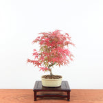 Bonsai Acer Palmatum 'Deshojo'