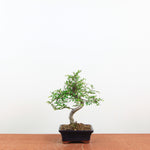 Bonsai Ulmus Parvifolia 'Chinese iep'