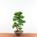 Bonsai Juniperus Chinensis 'itoigawa'