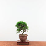 Bonsai Juniperus Chinensis 'itoigawa'