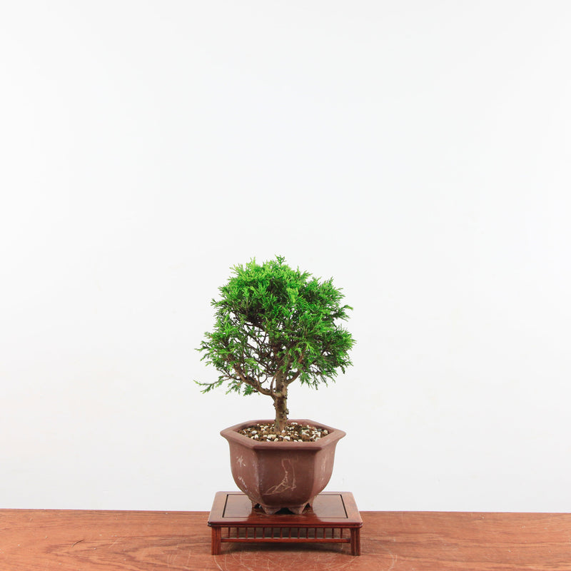 Bonsai Juniperus Chinensis 'itoigawa'