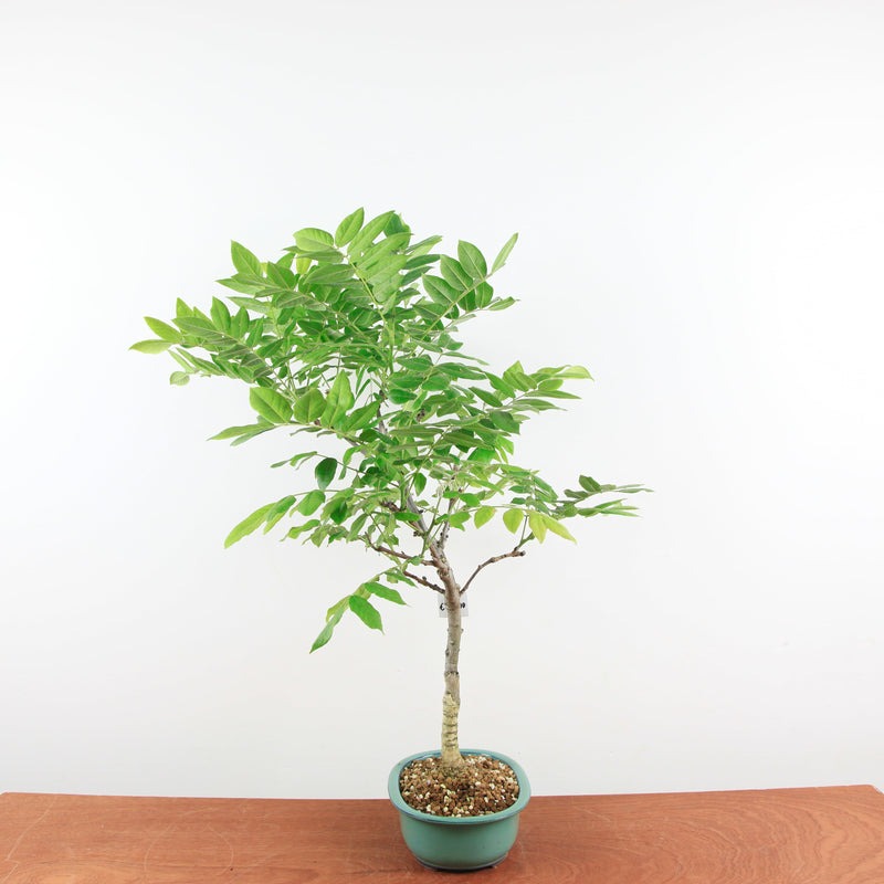 Bonsai Wisteria 'Floribunda'