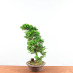 Bonsai Juniperus Chinensis 'itoigawa'