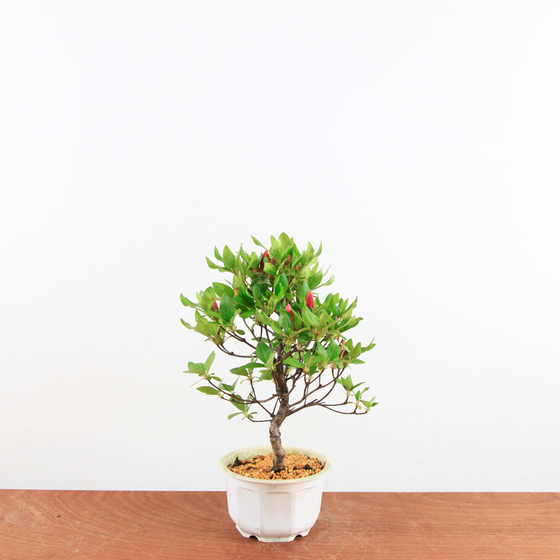 Bonsai Azalea 'De Satsuki'