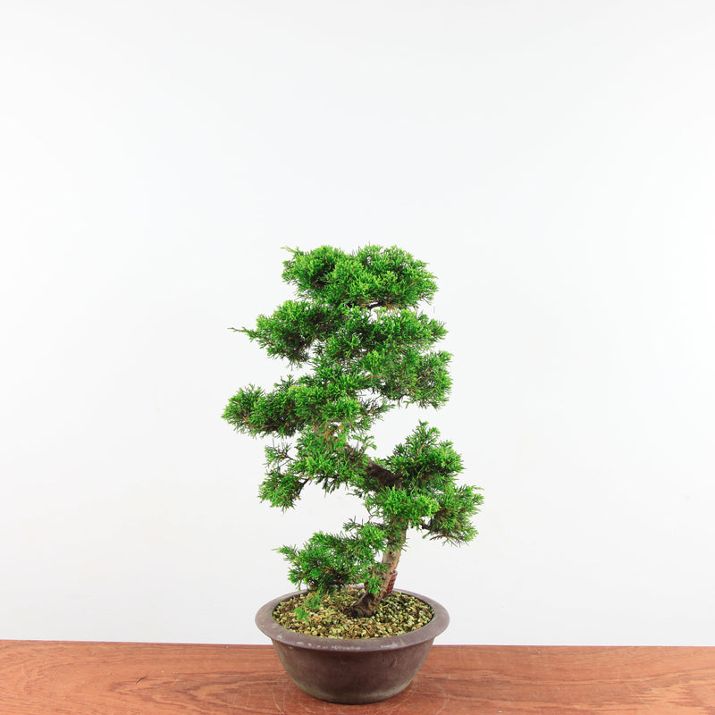 Bonsai Juniperus Chinensis 'itoigawa'