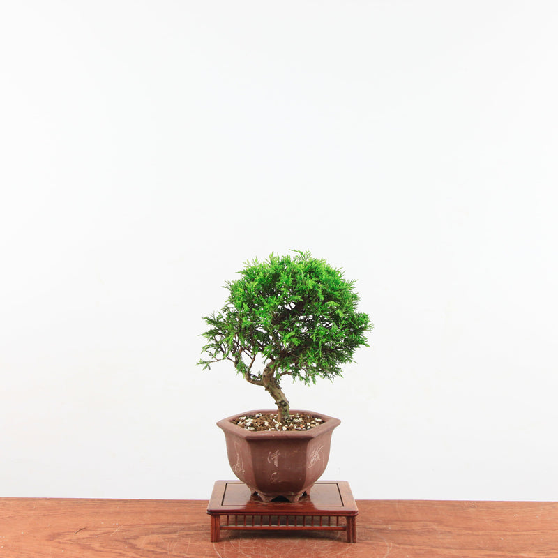 Bonsai Juniperus Chinensis 'itoigawa'