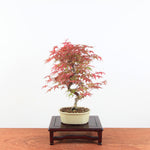 Bonsai Acer Palmatum 'Deshojo'