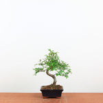 Bonsai Ulmus Parvifolia 'Chinese iep'