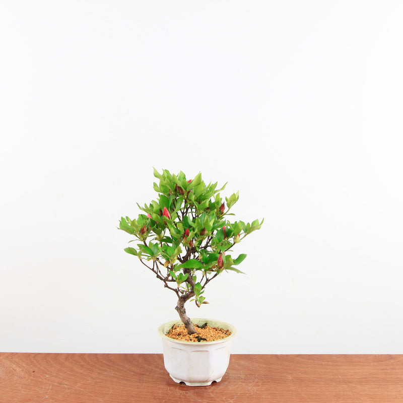 Bonsai Azalea 'De Satsuki'