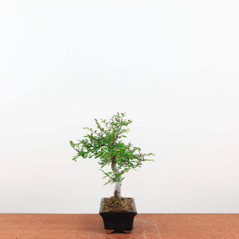 Bonsai Ulmus Parvifolia 'Chinese iep'