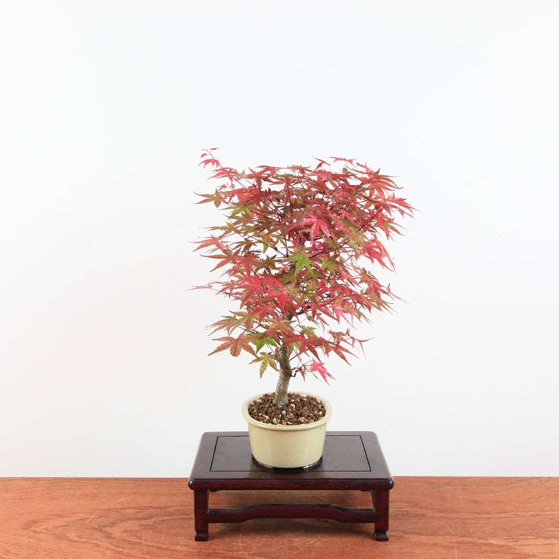 Bonsai Acer Palmatum 'Deshojo'