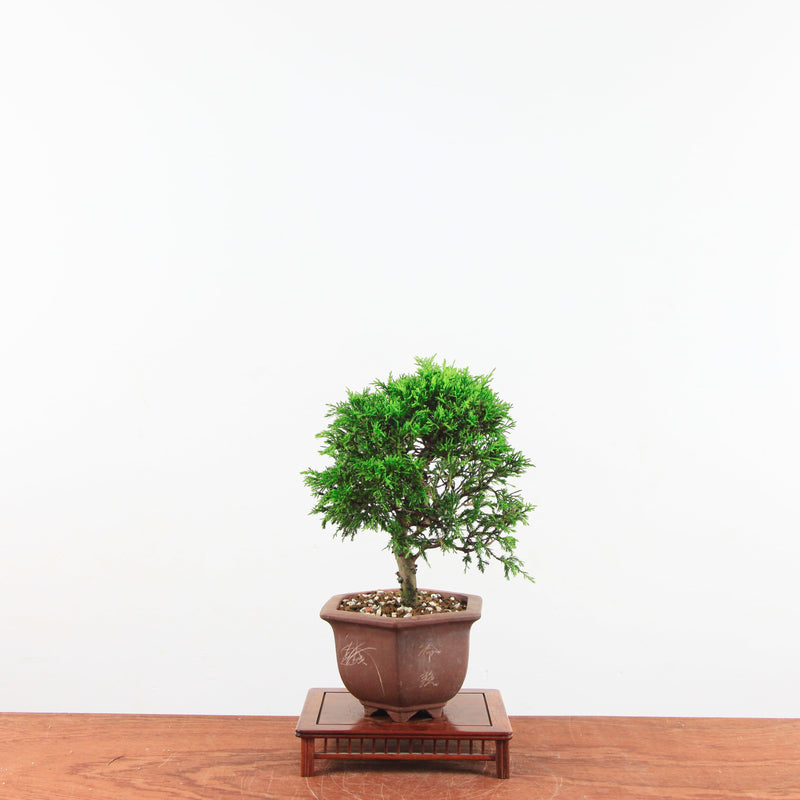 Bonsai Juniperus Chinensis 'itoigawa'