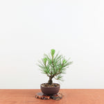 Bonsai Pinus thunbergii Corticosa 'Kurk Zwarte Den'