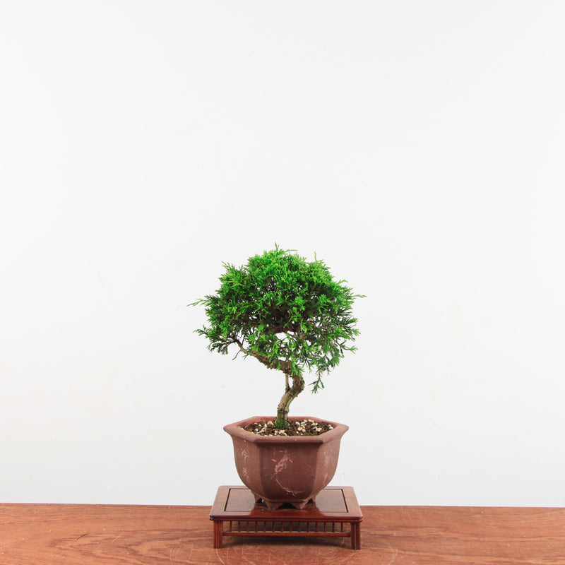 Bonsai Juniperus Chinensis 'itoigawa'