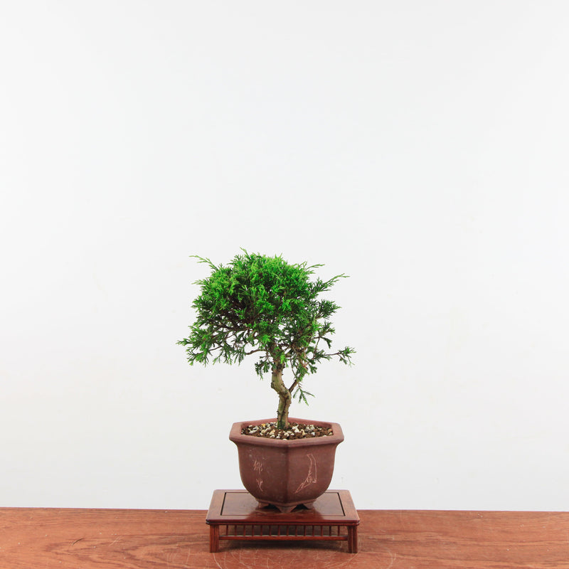 Bonsai Juniperus Chinensis 'itoigawa'