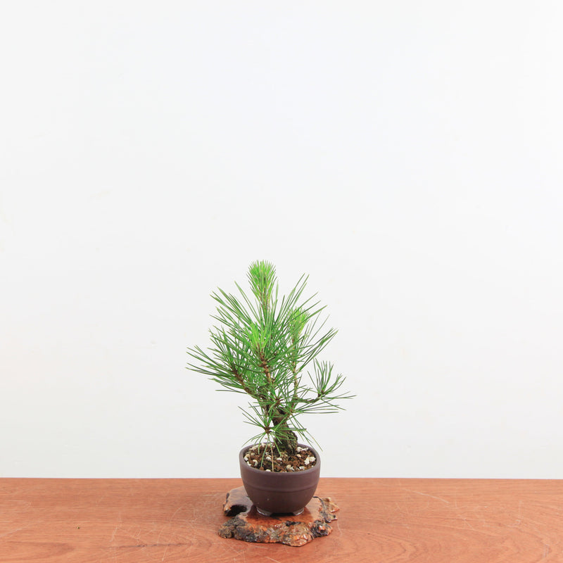 Bonsai Pinus thunbergii Corticosa 'Kurk Zwarte Den'