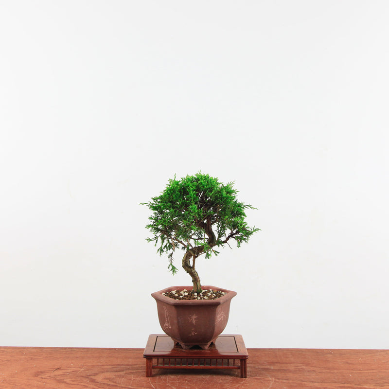 Bonsai Juniperus Chinensis 'itoigawa'