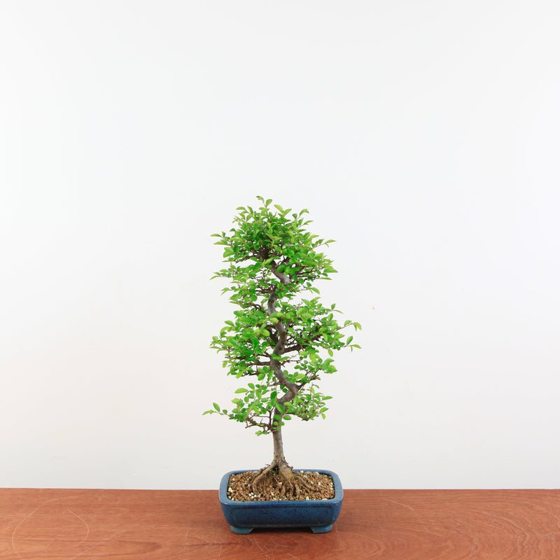 Bonsai Ulmus Parvifolia 'Japanse iep'