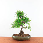 Bonsai Ulmus Parvifolia 'Chinese iep'