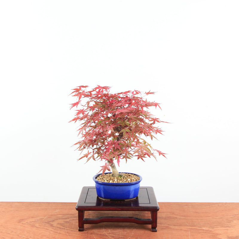 Bonsai Acer Palmatum 'Deshojo'