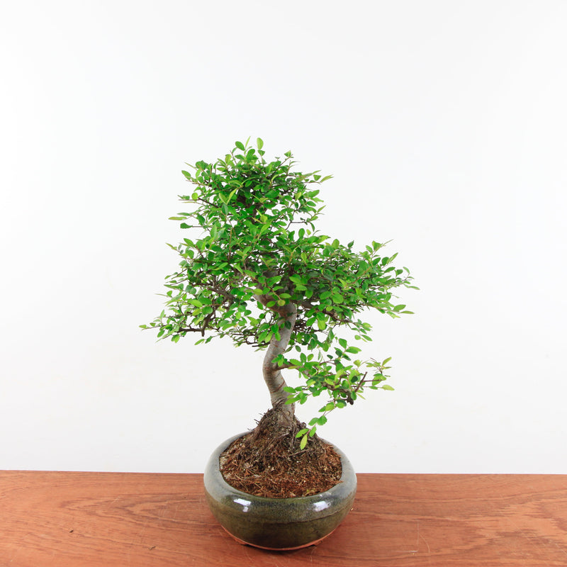 Bonsai Ulmus Parvifolia 'Chinese iep'