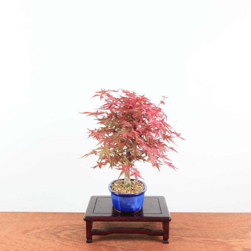 Bonsai Acer Palmatum 'Deshojo'