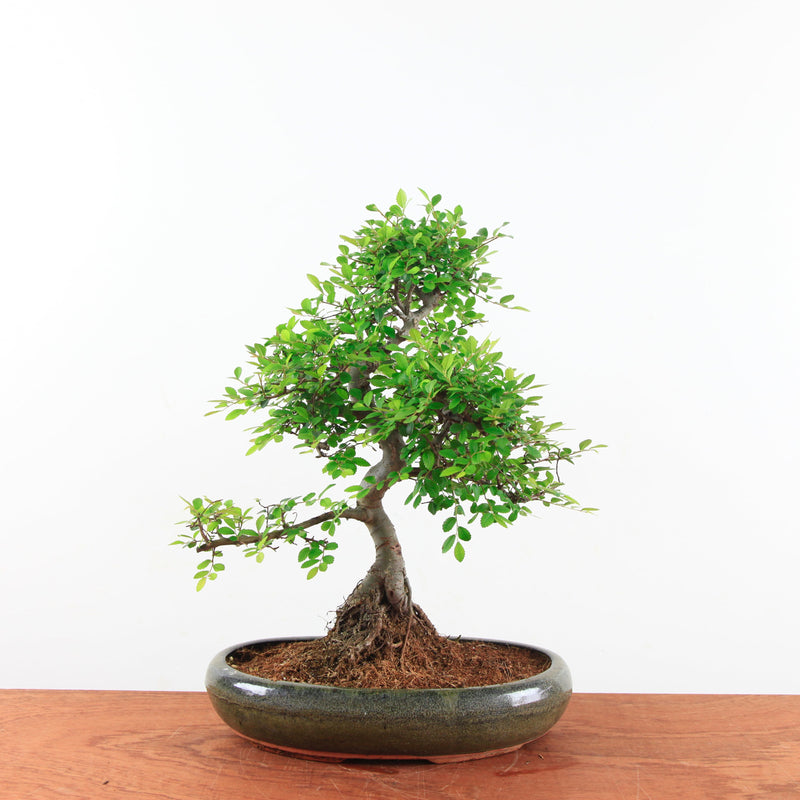 Bonsai Ulmus Parvifolia 'Chinese iep'