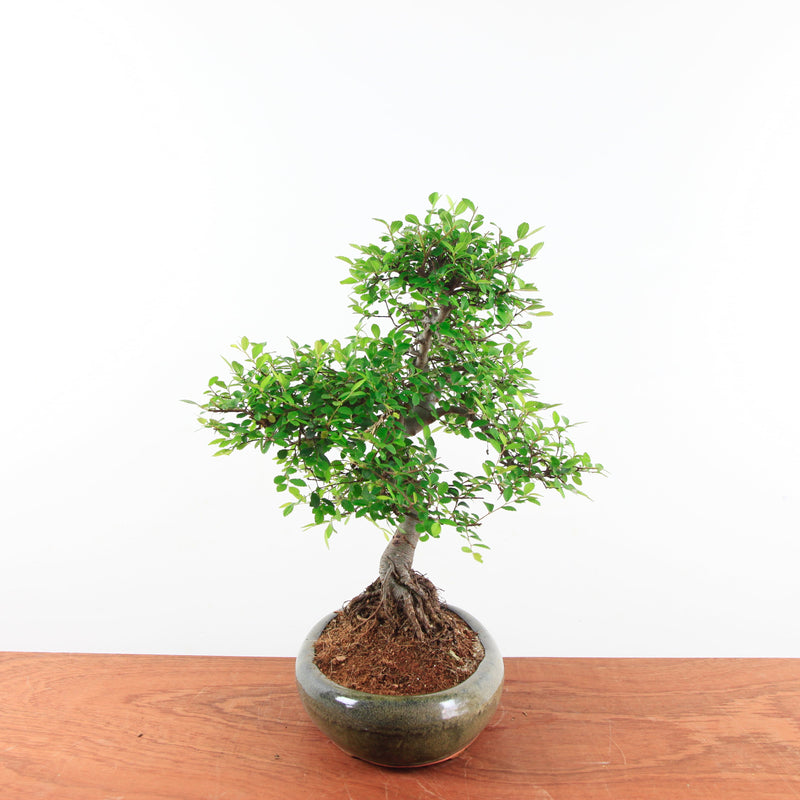 Bonsai Ulmus Parvifolia 'Chinese iep'