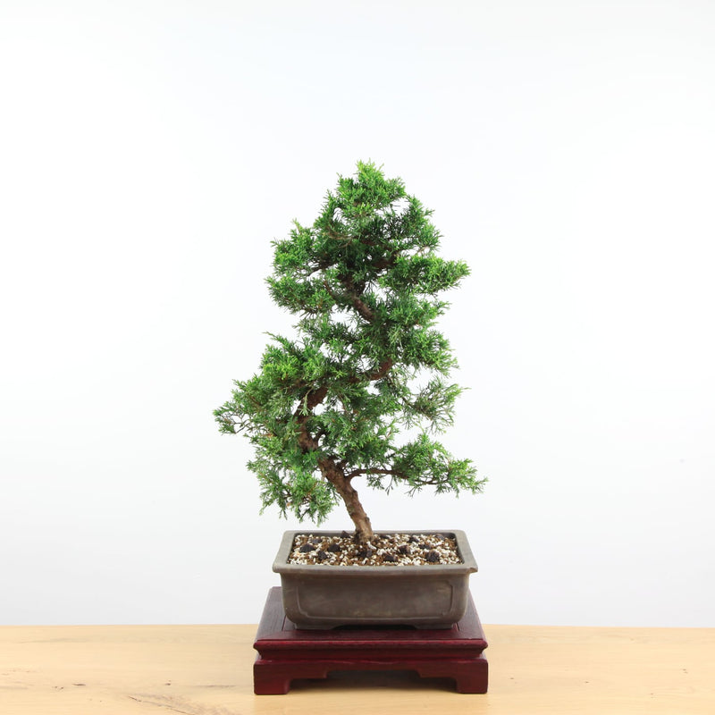 Bonsai Juniperus Chinensis 'itoigawa'