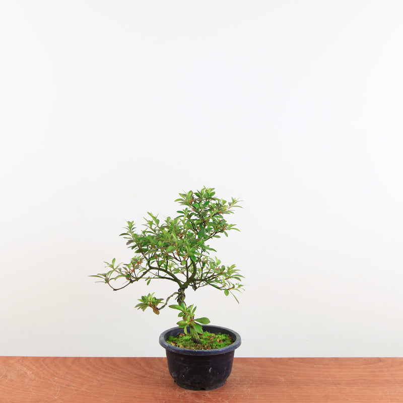 Bonsai Azalea 'De Satsuki' Benikage