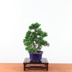 Bonsai Juniperus Chinensis