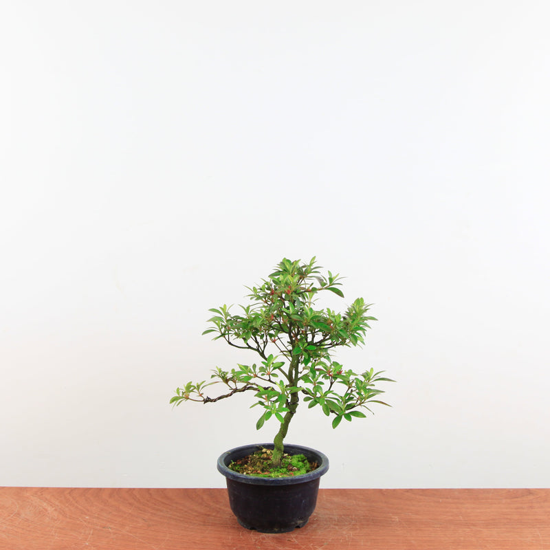 Bonsai Azalea 'De Satsuki' Benikage