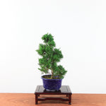 Bonsai Juniperus Chinensis