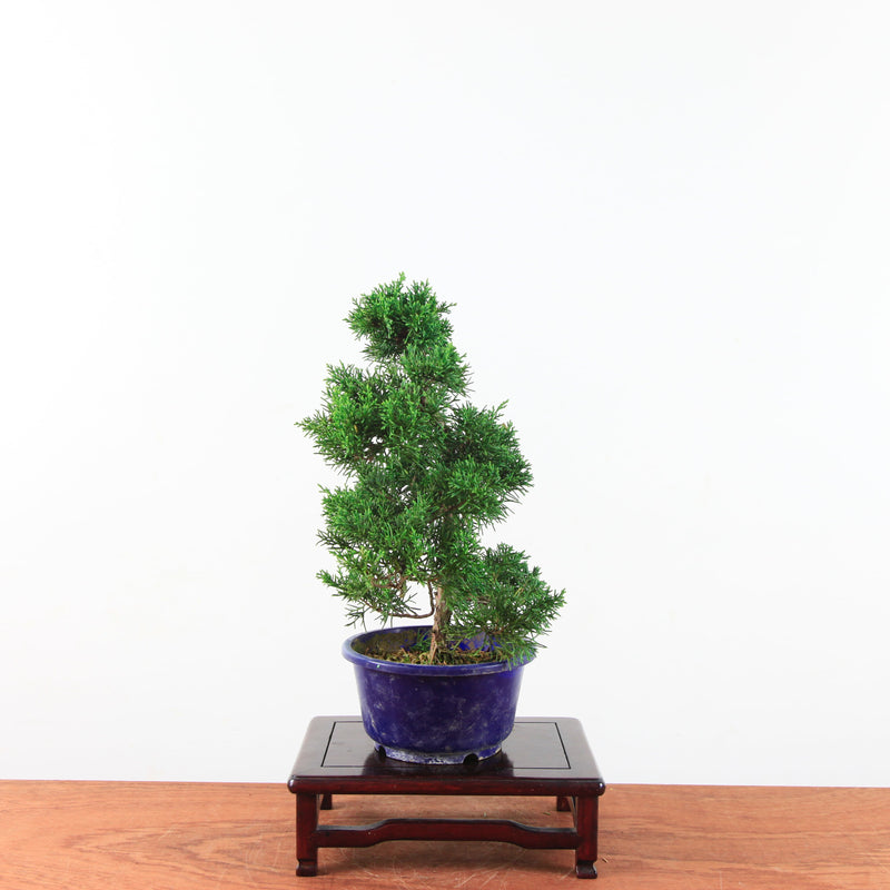 Bonsai Juniperus Chinensis