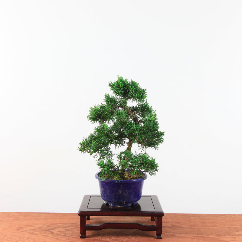 Bonsai Juniperus Chinensis