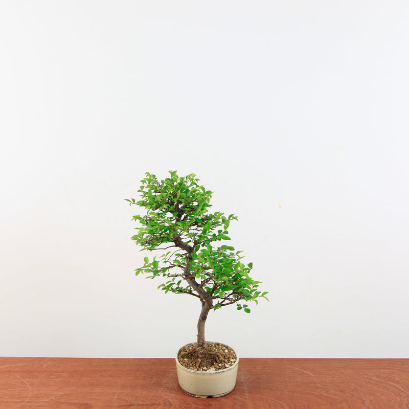 Bonsai Ulmus Parvifolia 'Japanse iep'