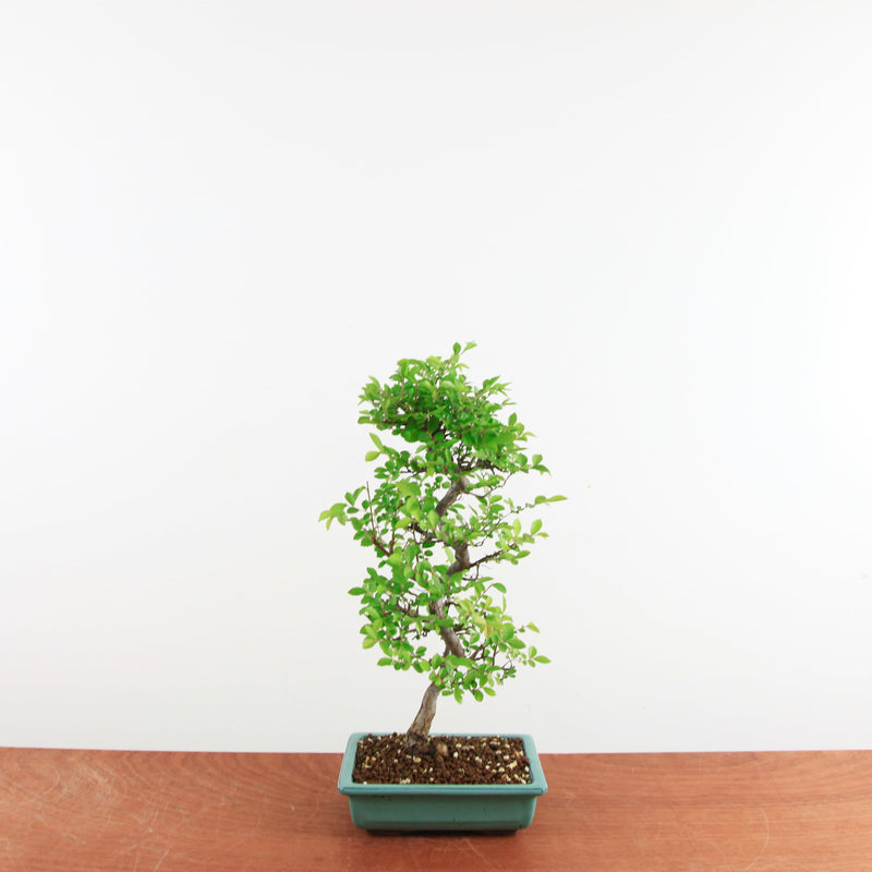 Bonsai Ulmus Parvifolia 'Japanse iep'