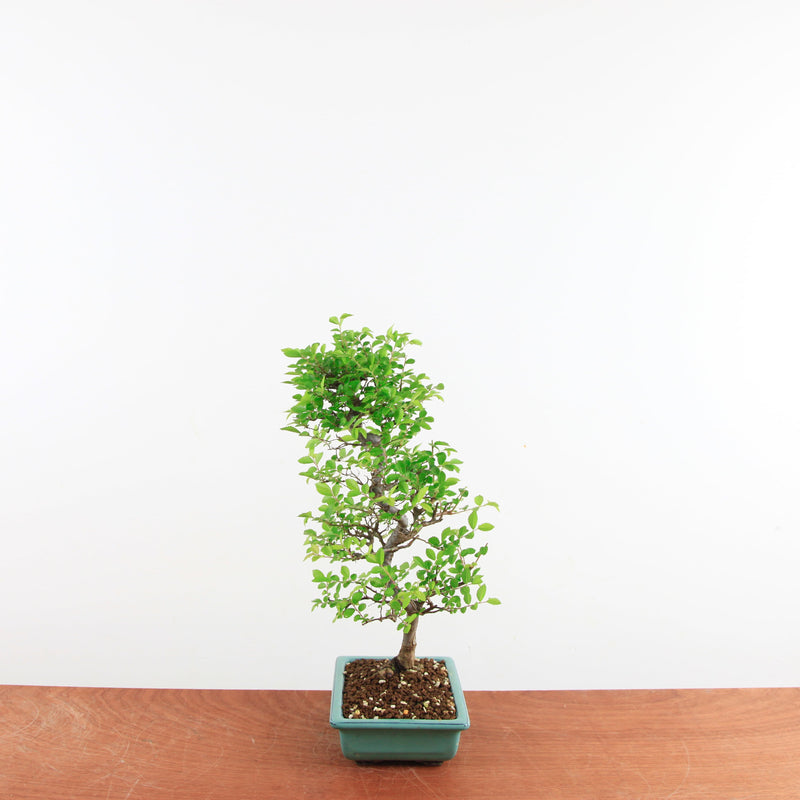 Bonsai Ulmus Parvifolia 'Japanse iep'